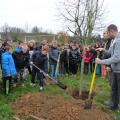 Plantation de l'arbre (pommier Reine des Reinettes)