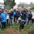 Plantation de l'arbre (pommier Reine des Reinettes)