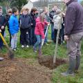 Plantation de l'arbre (pommier Reine des Reinettes)