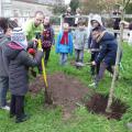 Plantation de l'arbre (pommier Reine des Reinettes)