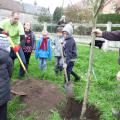 Plantation de l'arbre (pommier Reine des Reinettes)