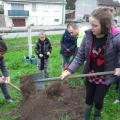 Plantation de l'arbre (pommier Reine des Reinettes)