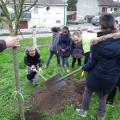 Plantation de l'arbre (pommier Reine des Reinettes)