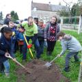 Plantation de l'arbre (pommier Reine des Reinettes)