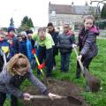 Plantation de l'arbre (pommier Reine des Reinettes)