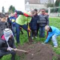 Plantation de l'arbre (pommier Reine des Reinettes)