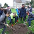 Plantation de l'arbre (Reine des Reinettes)