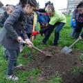 Plantation de l'arbre (pommier Reine des Reinettes)