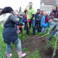 Plantation de l'arbre (pommier Reine des Reinettes)