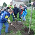 Plantation de l'arbre (pommier Reine des Reinettes)