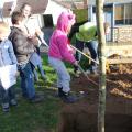 Plantation de l'arbre (pommier Reine des Reinettes)