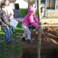 Plantation de l'arbre (pommier Reine des Reinettes)