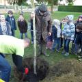 Plantation de l'arbre (pommier Elstar)