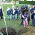 Plantation de l'arbre (pommier Elstar)