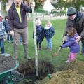 Plantation de l'arbre (pommier Elstar)