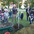 Plantation de l'arbre (pommier Elstar)