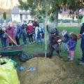 Plantation de l'arbre (pommier Elstar)