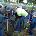 Plantation de l'arbre (pommier Elstar)