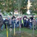 Plantation de l'arbre (pommier Elstar)