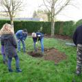 Plantation de l'arbre (pommier Golden)