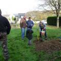 Plantation de l'arbre (pommier Golden)