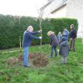 Plantation de l'arbre (pommier Golden)