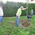 Plantation de l'arbre (pommier Golden)