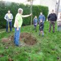 Plantation de l'arbre (pommier Golden)