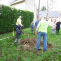 Plantation de l'arbre (pommier Golden)