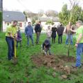 Plantation de l'arbre (pommier Golden)