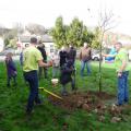 Plantation de l'arbre (pommier Golden)