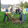 Plantation de l'arbre (pommier Golden)