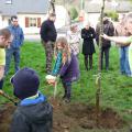 Plantation de l'arbre (pommier Golden)