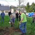 Plantation de l'arbre (pommier Golden)