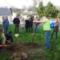 Plantation de l'arbre (pommier Golden)