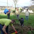 Plantation de l'arbre (pommier Golden)