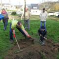 Plantation de l'arbre (pommier Golden)