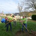 Plantation de l'arbre (pommier Golden)