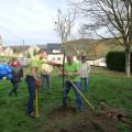 Plantation de l'arbre (pommier Golden)