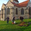 Plantation de l'arbre (pommier Boscoop)