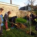 Plantation de l'arbre (pommier Boscoop)