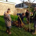 Plantation de l'arbre (pommier Boscoop)