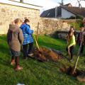 Plantation de l'arbre (pommier Boscoop)