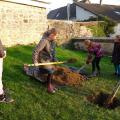 Plantation de l'arbre (pommier Boscoop)