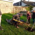 Plantation de l'arbre (pommier Boscoop)