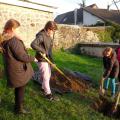 Plantation de l'arbre (pommier Boscoop)