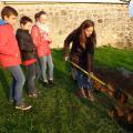 Plantation de l'arbre (pommier Boscoop)