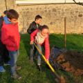 Plantation de l'arbre (pommier Boscoop)