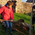 Plantation de l'arbre (pommier Boscoop)