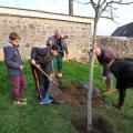 Plantation de l'arbre (pommier Boscoop)